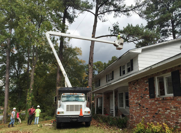 Best Storm Damage Tree Cleanup  in Nocona, TX