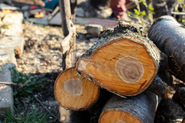 How Our Tree Care Process Works  in  Nocona, TX